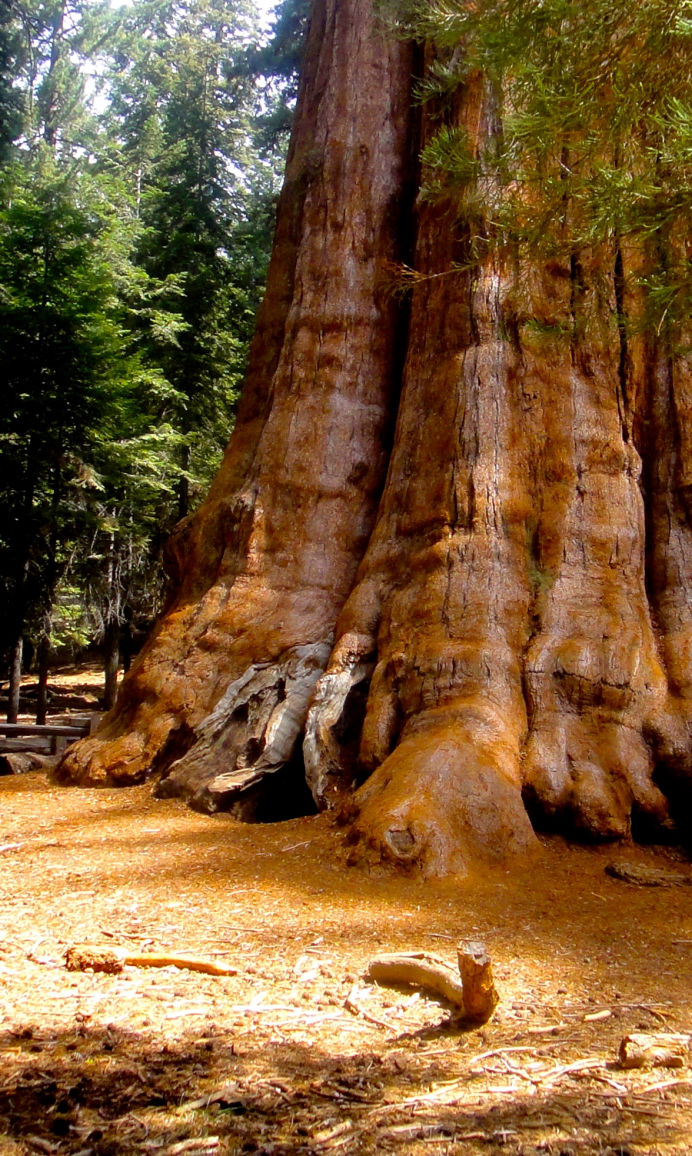 Humboldt Redwoods CA