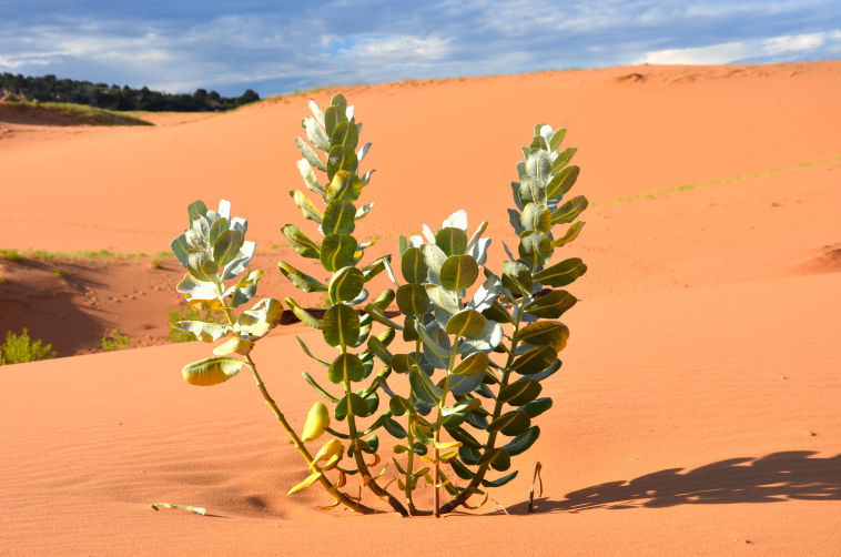 Coral Pink Sand Dunes